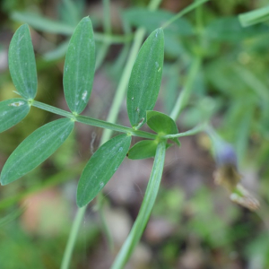 Photographie n°2525400 du taxon Lathyrus linifolius (Reichard) Bässler [1971]