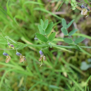 Photographie n°2525402 du taxon Lathyrus linifolius (Reichard) Bässler [1971]