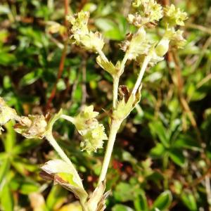 Photographie n°2525426 du taxon Alchemilla saxatilis Buser [1891]