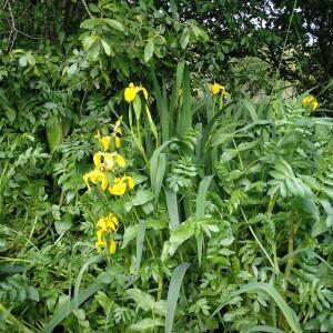 Photographie n°2525431 du taxon Iris pseudacorus L. [1753]