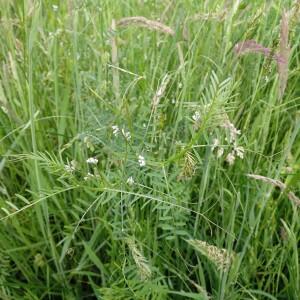 Photographie n°2525436 du taxon Vicia pubescens (DC.) Link [1831]