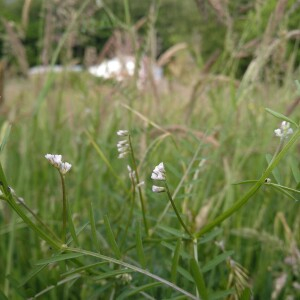 Photographie n°2525437 du taxon Vicia pubescens (DC.) Link [1831]