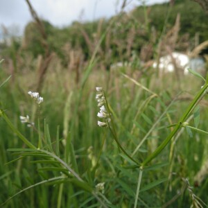 Photographie n°2525438 du taxon Vicia pubescens (DC.) Link [1831]