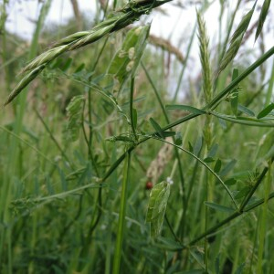 Photographie n°2525439 du taxon Vicia pubescens (DC.) Link [1831]