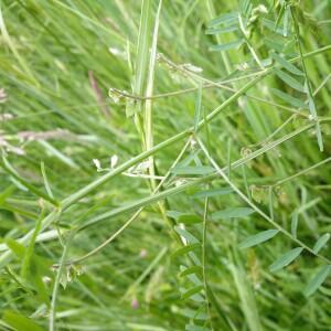 Photographie n°2525440 du taxon Vicia pubescens (DC.) Link [1831]