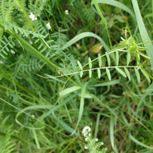 Photographie n°2525442 du taxon Vicia pubescens (DC.) Link [1831]