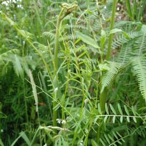  - Vicia pubescens (DC.) Link [1831]