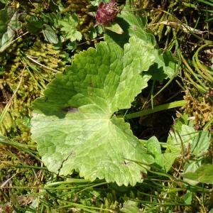 Photographie n°2525468 du taxon Caltha palustris L. [1753]