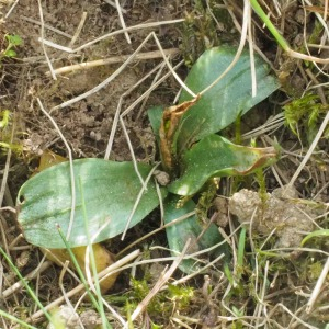 Photographie n°2525507 du taxon Spiranthes spiralis (L.) Chevall.