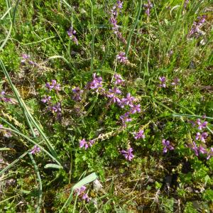 Photographie n°2525516 du taxon Polygala vulgaris L. [1753]