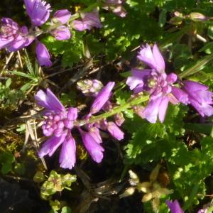 Photographie n°2525519 du taxon Polygala vulgaris L. [1753]