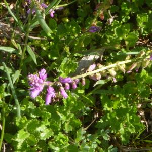 Photographie n°2525520 du taxon Polygala vulgaris L. [1753]