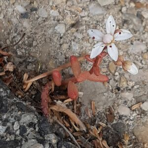 Photographie n°2525558 du taxon Sedum album L.