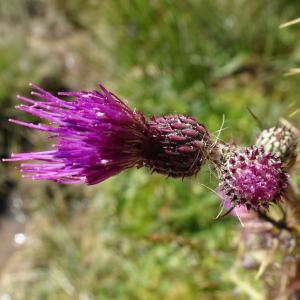 Photographie n°2525577 du taxon Cirsium palustre (L.) Scop. [1772]