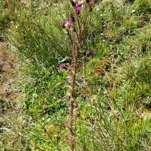 Photographie n°2525578 du taxon Cirsium palustre (L.) Scop. [1772]