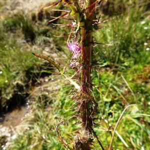 Photographie n°2525580 du taxon Cirsium palustre (L.) Scop. [1772]