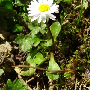 Photographie n°2525592 du taxon Bellis perennis L. [1753]