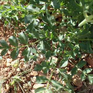  - Laserpitium gallicum subsp. gallicum 