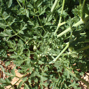 - Laserpitium gallicum subsp. gallicum 