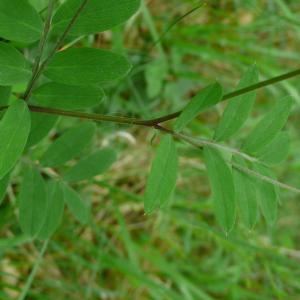 Photographie n°2525616 du taxon Lathyrus niger (L.) Bernh. [1800]