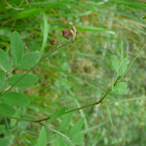 Photographie n°2525617 du taxon Lathyrus niger (L.) Bernh. [1800]