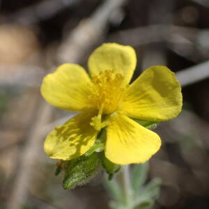 Photographie n°2525618 du taxon Fumana thymifolia (L.) Spach ex Webb
