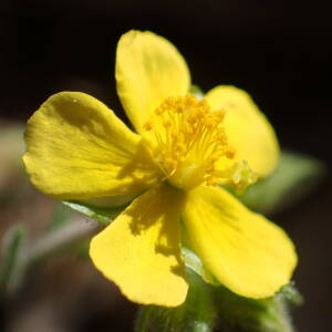 Photographie n°2525619 du taxon Fumana thymifolia (L.) Spach ex Webb