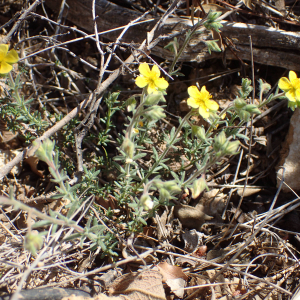 Photographie n°2525622 du taxon Fumana thymifolia (L.) Spach ex Webb