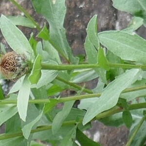 Photographie n°2525668 du taxon Centaurea pectinata L.