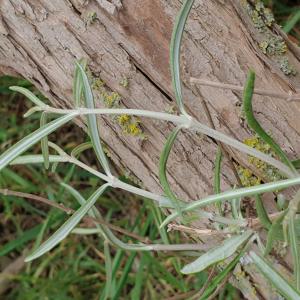  - Olearia virgata (Hook.f.) Hook.f. [1863]