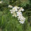  Valery Henriot - Anemone narcissiflora subsp. narcissiflora