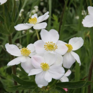 Photographie n°2525715 du taxon Anemone narcissiflora subsp. narcissiflora