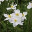  Valery Henriot - Anemone narcissiflora subsp. narcissiflora