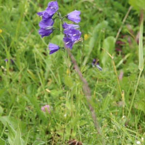 Photographie n°2525718 du taxon Campanula rhomboidalis L. [1753]