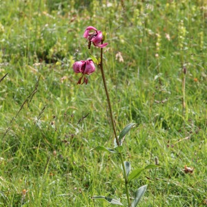 Photographie n°2525743 du taxon Lilium martagon L.