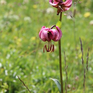 Photographie n°2525744 du taxon Lilium martagon L.