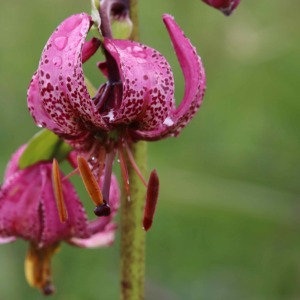 Photographie n°2525745 du taxon Lilium martagon L.