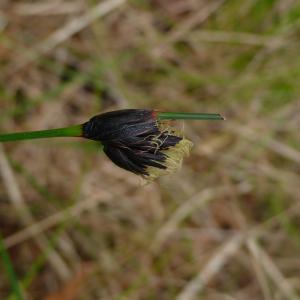 Photographie n°2525747 du taxon Schoenus nigricans L. [1753]
