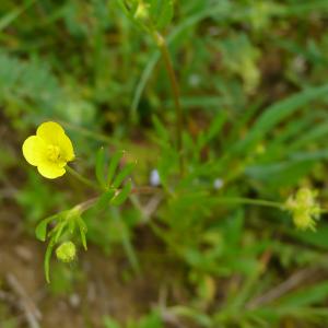 Photographie n°2525755 du taxon Ranunculus arvensis L. [1753]