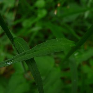 Photographie n°2525758 du taxon Phyteuma spicatum L. [1753]