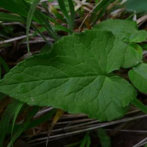 Photographie n°2525760 du taxon Phyteuma spicatum L. [1753]