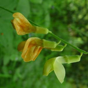 Photographie n°2525761 du taxon Lathyrus ochraceus Kitt. [1844]