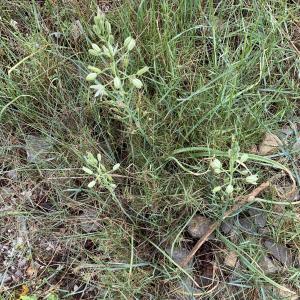 Photographie n°2525856 du taxon Ornithogalum narbonense L. [1756]