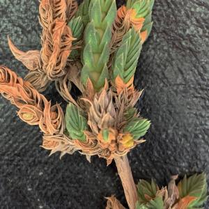 Photographie n°2525882 du taxon Crucianella maritima L. [1753]
