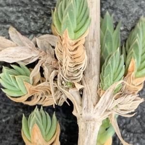 Photographie n°2525883 du taxon Crucianella maritima L. [1753]
