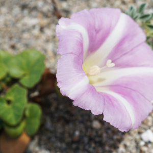 Photographie n°2525887 du taxon Calystegia soldanella (L.) Roem. & Schult. [1819]