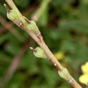 Photographie n°2525953 du taxon Rapistrum rugosum (L.) All. [1785]