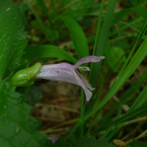 Photographie n°2525991 du taxon Melittis melissophyllum L.