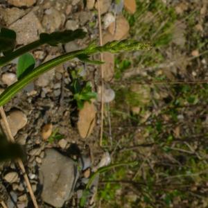 Photographie n°2526002 du taxon Genista sagittalis L.