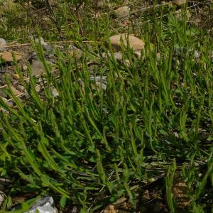 Photographie n°2526003 du taxon Genista sagittalis L.